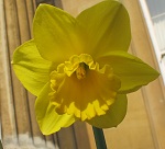 The Downing daffodil