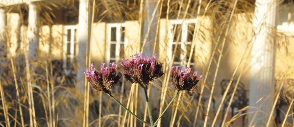 Verbena with Howard Building