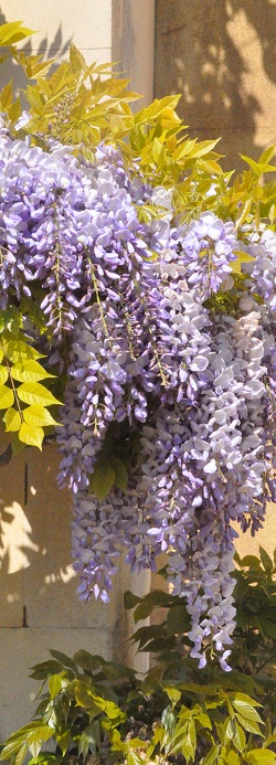 Wisteria