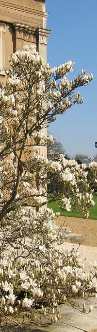 Magnolia outside the SCR